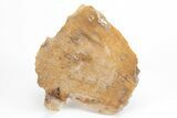 Agatized Fossil Coral Geode - Florida #212984-1